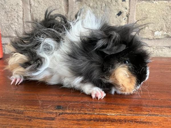 Image 1 of Stunning long curly haired male guinea pig