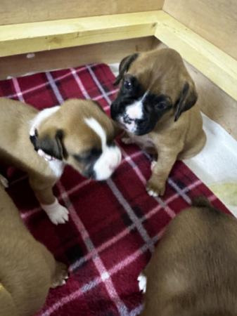 Image 6 of 2 Kc registered Boxer puppies