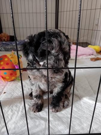 Image 9 of F1 cavapoo puppies for sale
