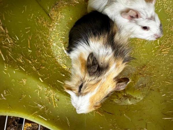 Image 2 of Guineapig babies looking for pastures new, boys and girls,