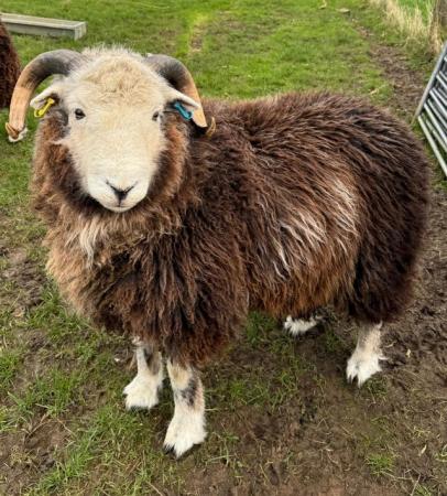 Image 3 of Pedigree Purebred Herdwick Ram Lambs / Tups 1 yr old