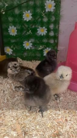 Image 2 of Silkie chicks, chickens, day old chicks