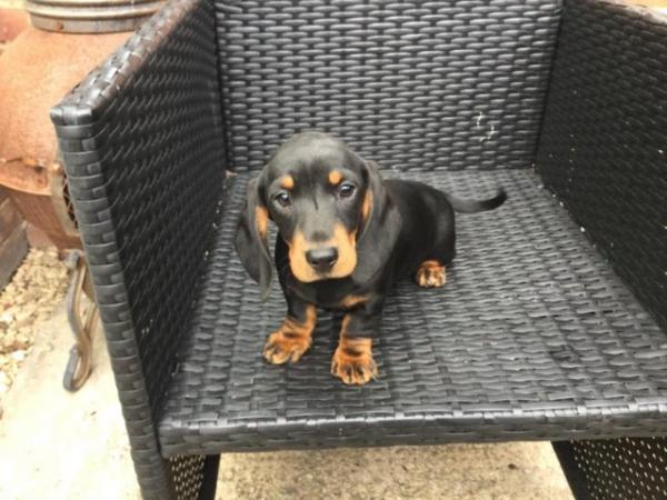 Image 4 of Dachshund puppies for sale