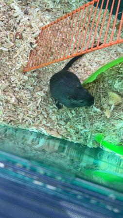 Image 5 of Two male gerbils with accessories.