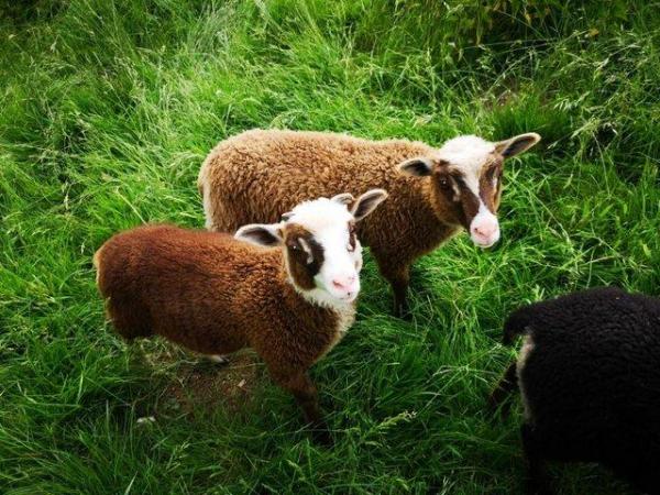 Image 6 of Shetland Sheep in beautiful colours. Pets, breeding, showing