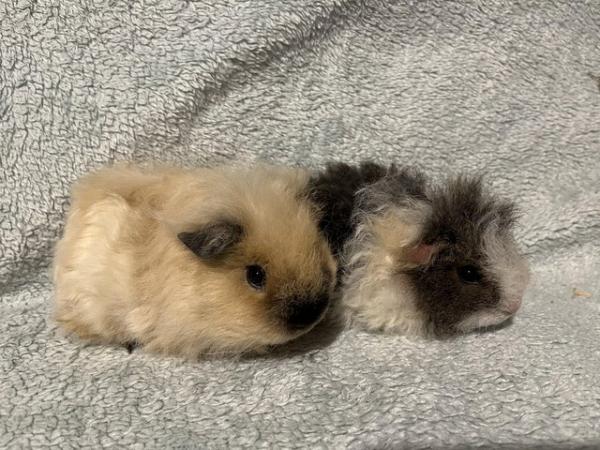 Image 12 of Male Guinea pigs for sale