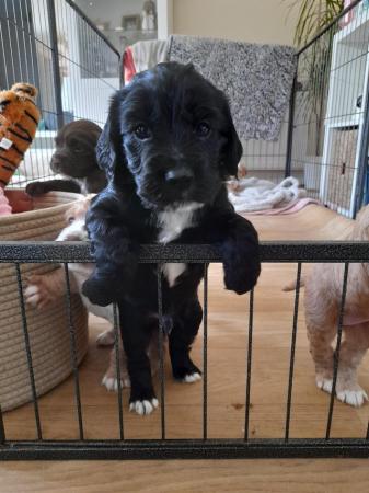 Image 7 of Stunning Sprocker Puppies ALL SOLD NOW !!!