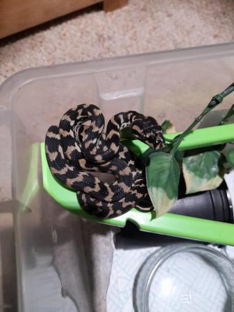 Image 5 of Jungle carpet python Baby's born 2023
