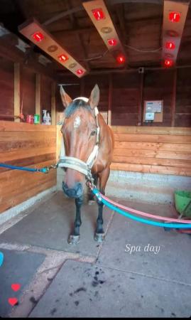 Image 4 of 9yo thoroughbred mare for share