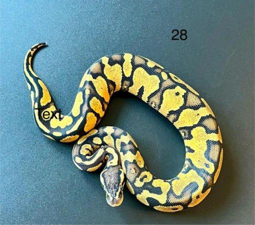 Image 15 of Ball/ Royal  python hatchlings