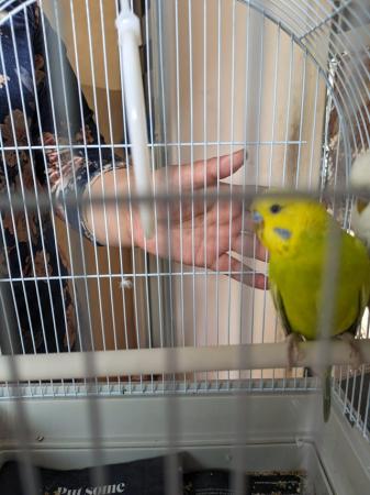 Image 6 of Tamed budgie in blue colour