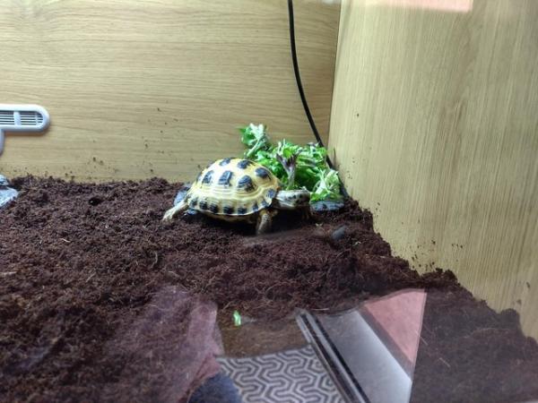 Image 3 of Horsfield tortoise with Viv and stand cupboard