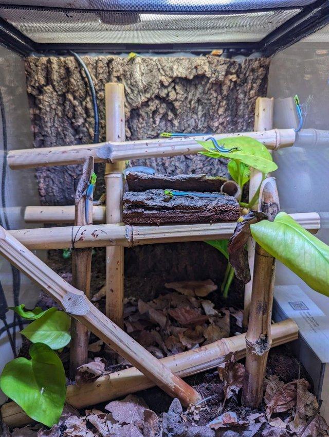 Preview of the first image of Phelsuma Klemmeri / Neon Day Gecko's.