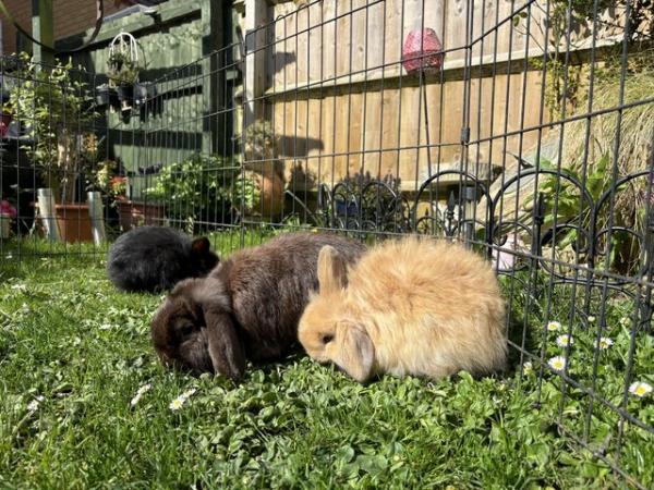 Image 11 of 2 rabbit / bunnies for sale mini lops