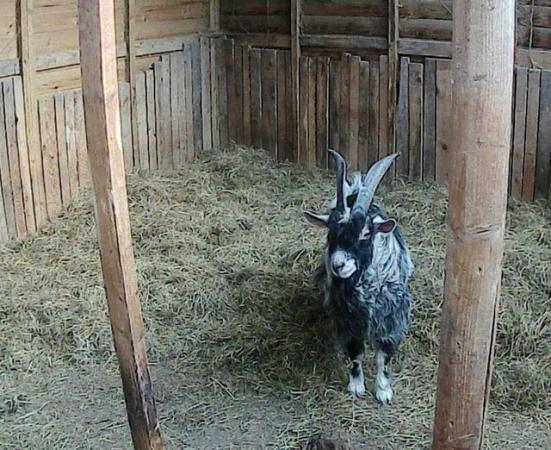 Image 6 of Male Pygmy Goat For Sale £200