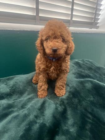 Image 13 of F1B Cockapoo puppies ready now 1 girl left