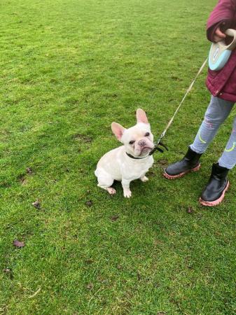 Image 4 of 18 Months old French Bulldog