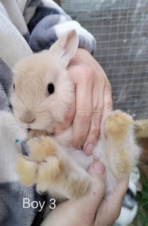 Image 8 of Baby rabbits (mini lop x Rex)