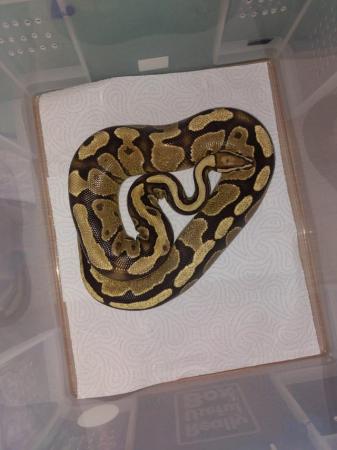 Image 3 of Balll python snakes (Whole collection) REDUCED PRICE!