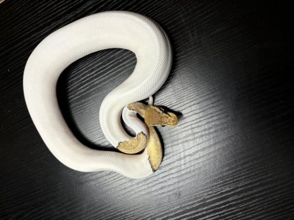Image 3 of Royal/ball pythons for sale