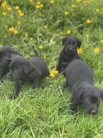 Image 1 of Black Labrador puppies boys and girls