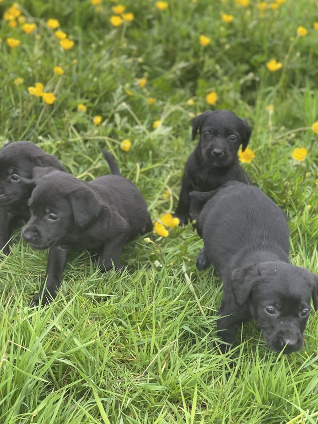 Preview of the first image of Labrador puppies boys and girls.