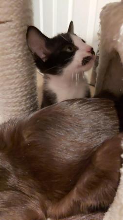 Stunning Oriental Kittens BLACK AND WHITE 3 BOYS for sale in Biggleswade, Bedfordshire - Image 22