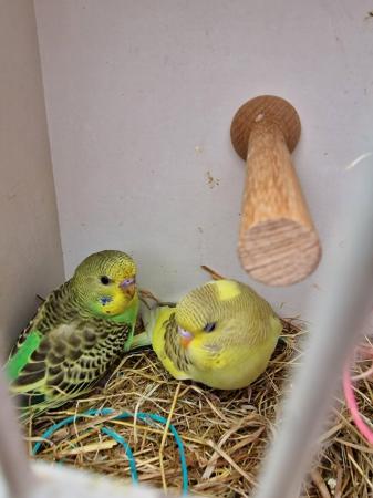 Image 3 of budgies young ready to leave
