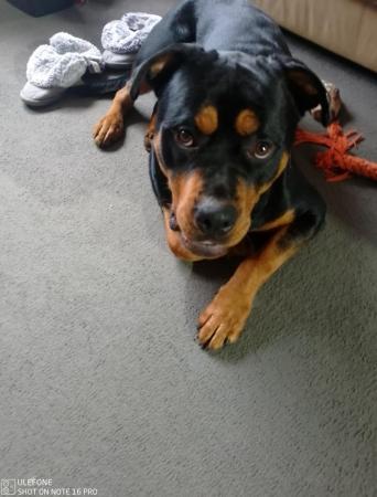 Image 4 of 14 month old microchipped Rottweiler for sale