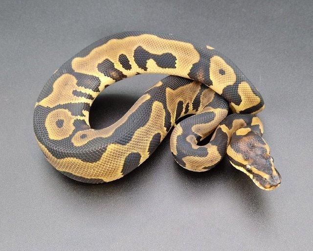 Preview of the first image of Leopard Het Clown 50% Het Pied Male Ball Python 230504.