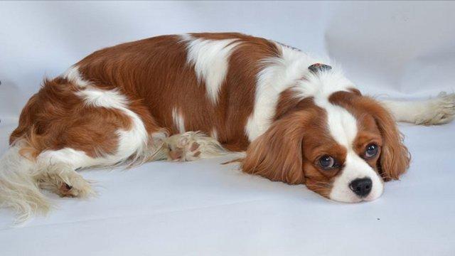 Image 6 of Extensively Health Tested Cavalier King Charles Spaniel Stud