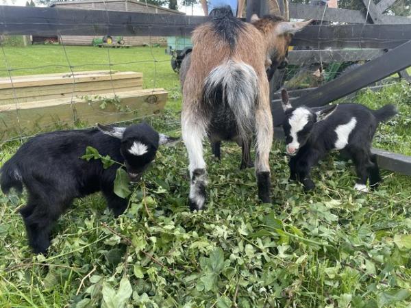 Image 1 of Baby Pygmy goats x4 available soon