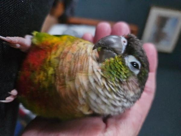 Image 7 of Green Cheek Conures Max & Rosie