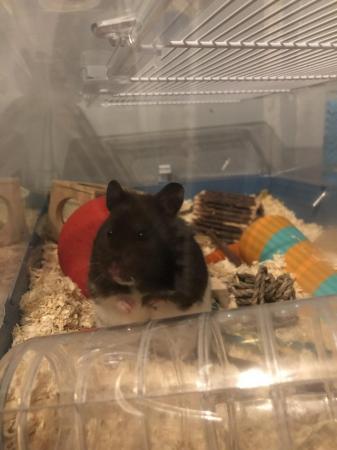 Image 2 of 2 year old Syrian Hamster