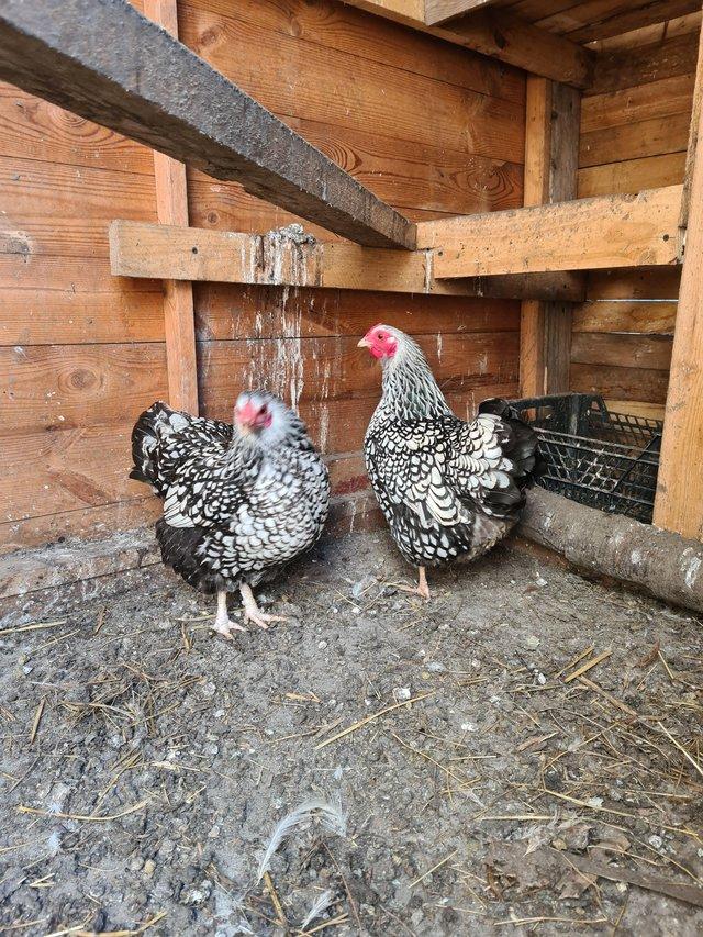 Preview of the first image of Silver laced Wyandotte chicken in Sheffield.