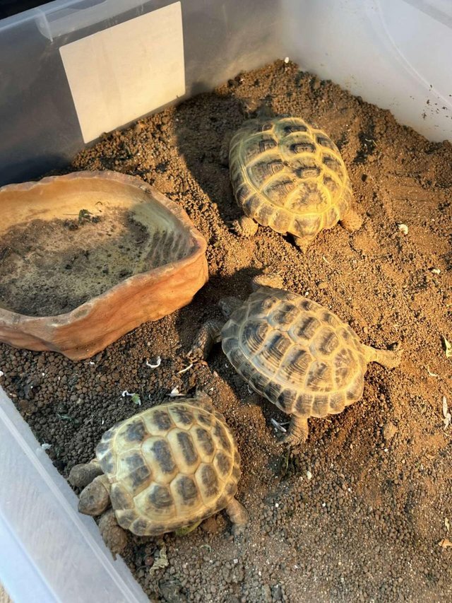 Preview of the first image of Three healthy and cute tortoises.
