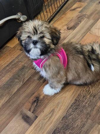 Image 5 of Lhasa apso puppiesfor sale
