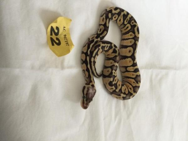 Image 8 of Female super pastel baby royal python