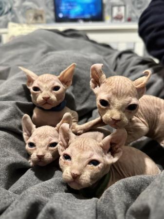 Image 2 of 2 Sphynx kittens looking for new homes.