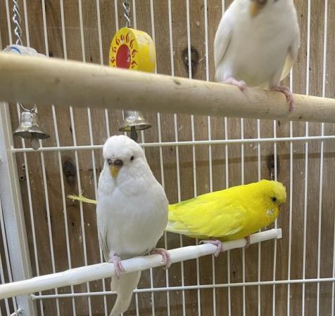 Image 4 of Adult Budgies for sale m&f