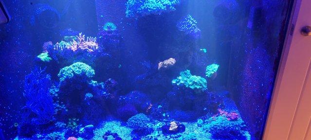 Image 8 of Fully loaded reef aquarium, marine, fish, coral, full set up