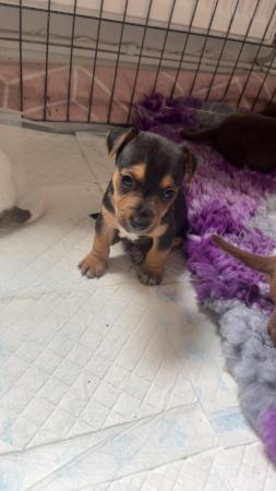 Image 7 of Jack Russell puppies for sale (only 4 boys left)