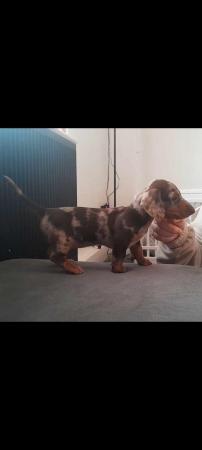 Image 3 of 1 KC REGISTERED/PRA CLEAR MINIATURE DACHSHUND PUPPY