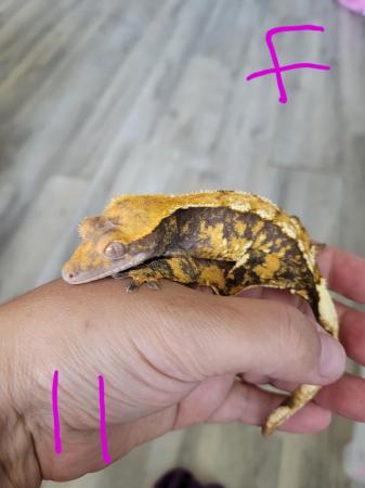 Image 2 of mixed crested geckos available