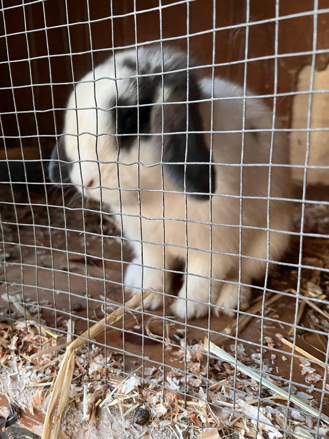 Mini lop male Oscar………….. — Pets & Animals in Brentwood