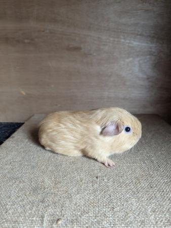 Image 5 of Pretty pair of baby male guinea pigs available