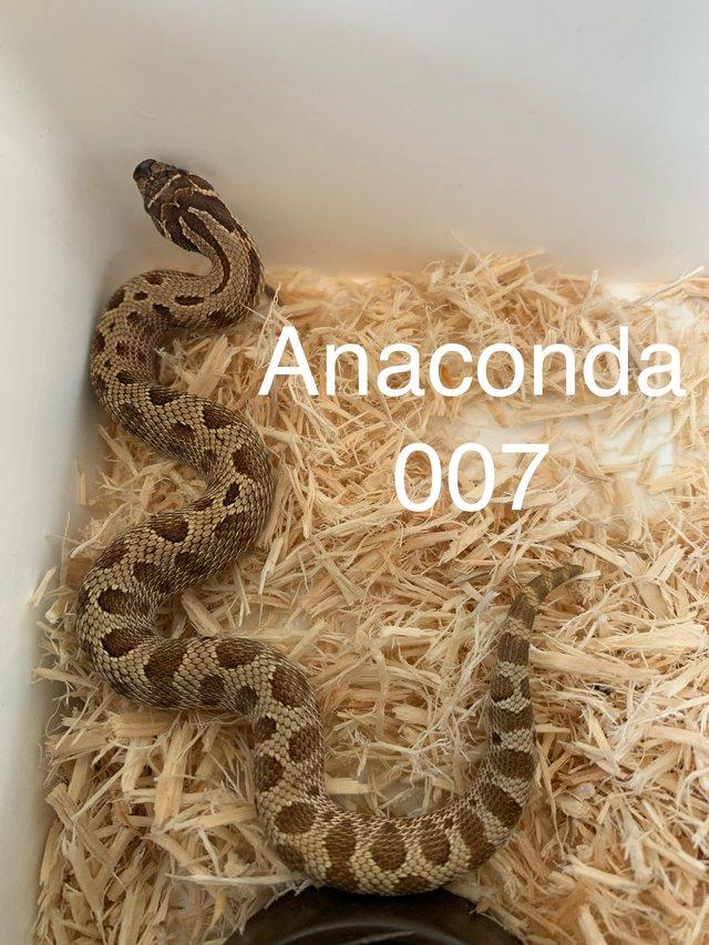 Preview of the first image of Anaconda Hognose male....cb2023.