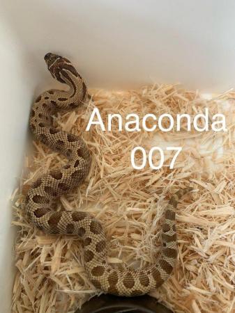 Image 1 of Anaconda Hognose male....cb2023
