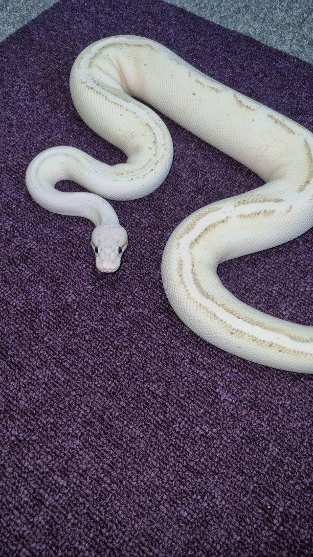 Preview of the first image of Royal python-pastel yellow belly spark(pastel puma).