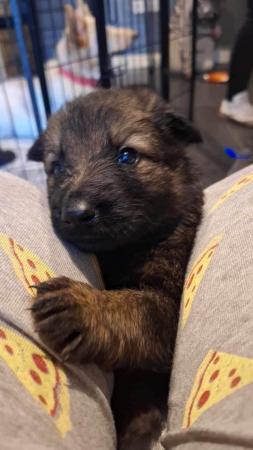 Image 1 of Sable KC registered German Shepherd puppies